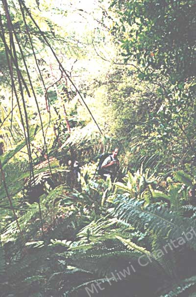 Perimeter track with many native species such as Beech, Tawa, Toitoi, Rata, Rimu, Treefern
