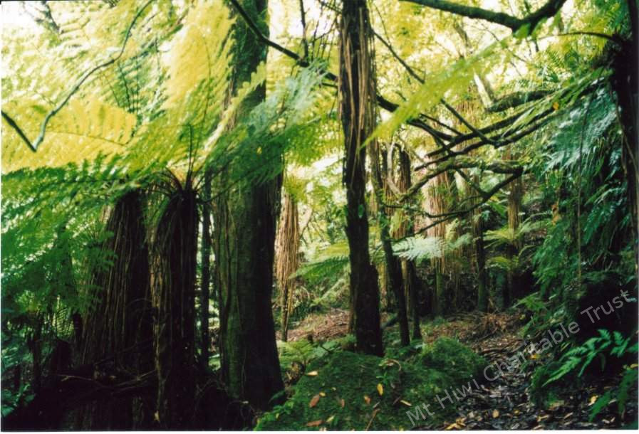 treeferns provide canopy for native birds and other life