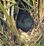 spotted_crake