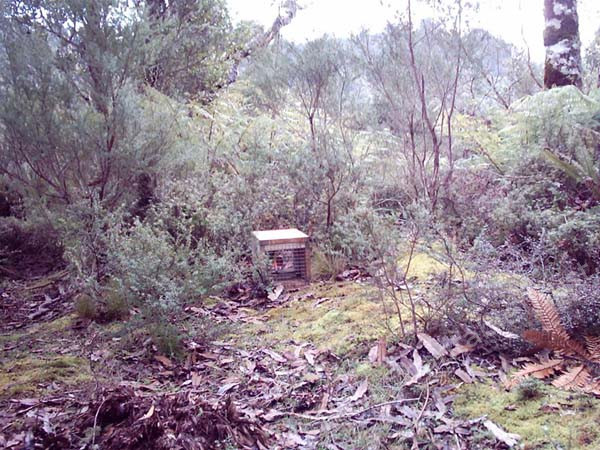 Setting traps to capture pests, for the protection of the ecosystem on Mount Hiwi