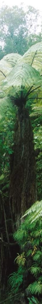 Left side banner showing left half of a tree fern